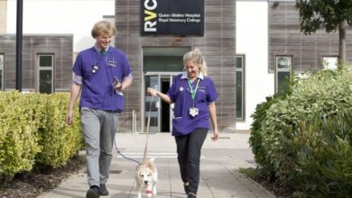 Animal Care Trust to run pet first aid events this autumn