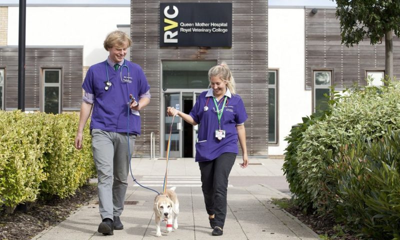 Animal Care Trust to run pet first aid events this autumn