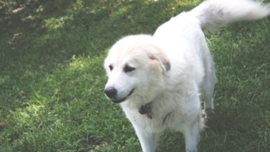 Pet Professional Guild appoints shock-free coalition coordinators