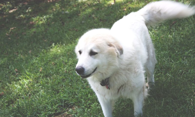 Pet Professional Guild appoints shock-free coalition coordinators