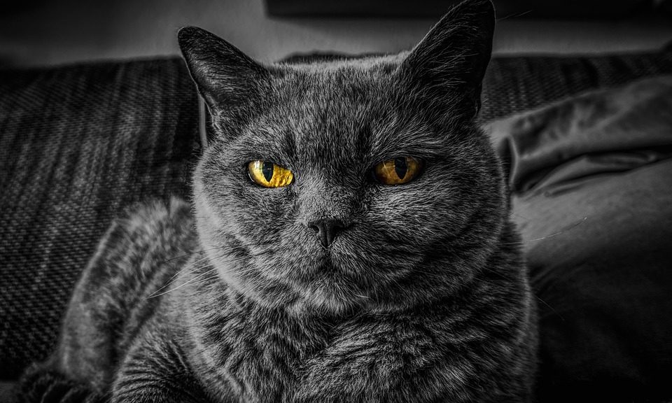 Gumtree introduces measures to clamp down on illegal pet trade and improve animal welfare