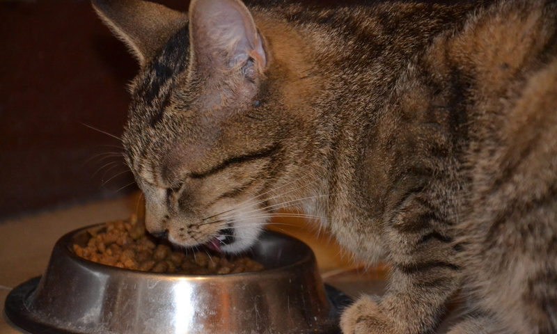 Humanisation in the pet food industry