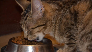Cat owners are unknowingly feeding their pets poor quality food