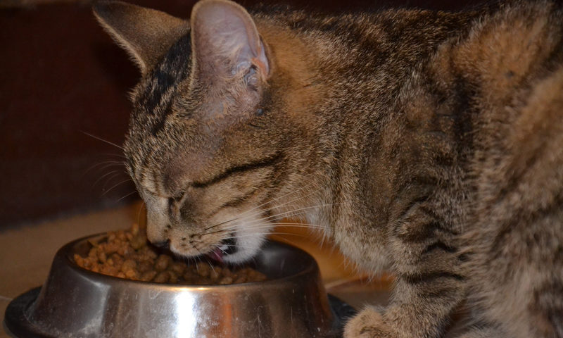 Cat owners are unknowingly feeding their pets poor quality food