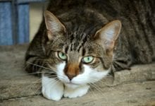 Zesty Paws launches calming diffuser for cats