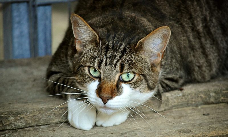 3i Group appoints Harris Williams to auction MPM