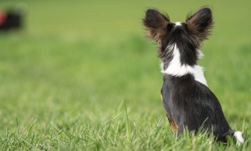 Vets hail England ban on electric shock collar use