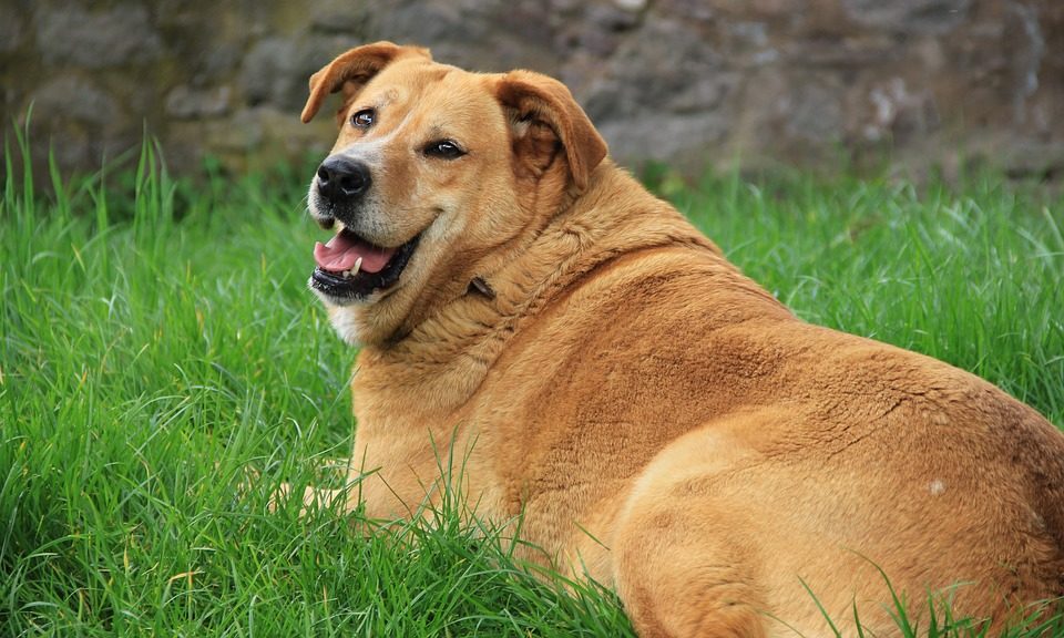 One in three pet owners worry that their pet is overweight