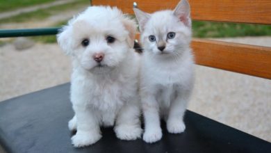 Puppy and kitten pet shop sales to be banned in Lucy’s Law victory