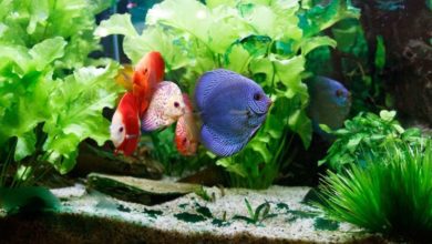 Tetra launches digital media campaign to attract new fishkeepers