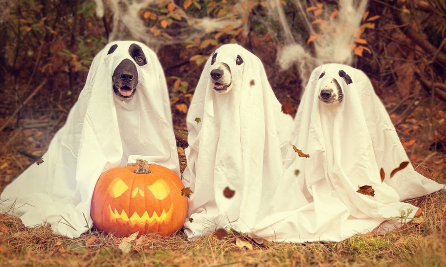 Tastybone launches Halloween range two months early