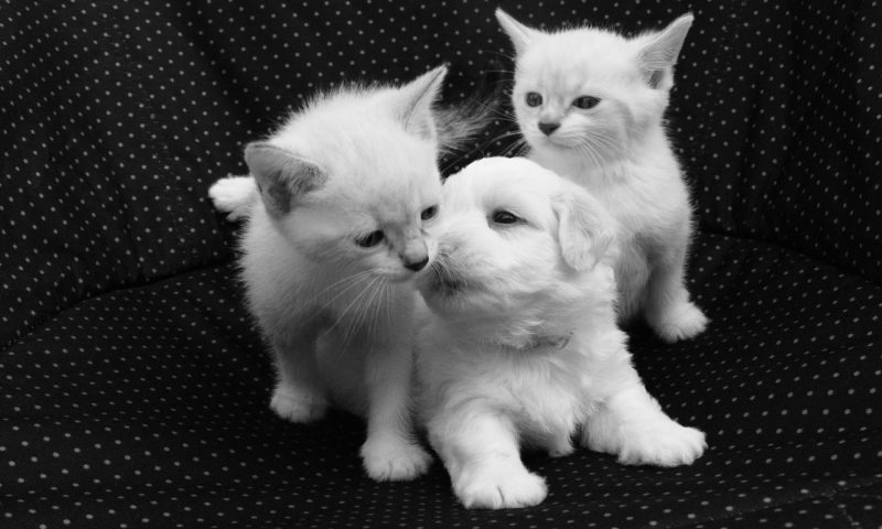 PIF reacts to Lucy’s Law victory