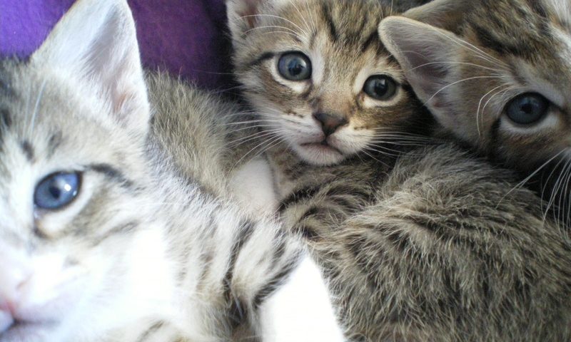 Proposals on kitten sales need to go further, says Cats Protection