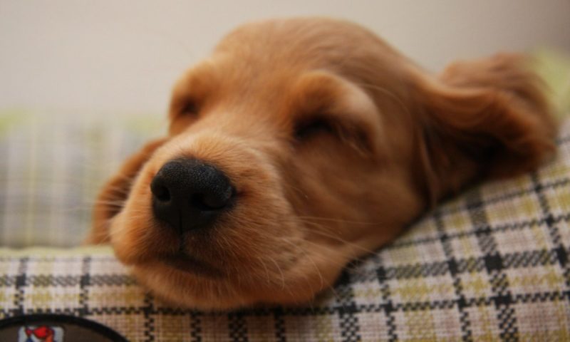 Demand for puppies up 25% year-on-year