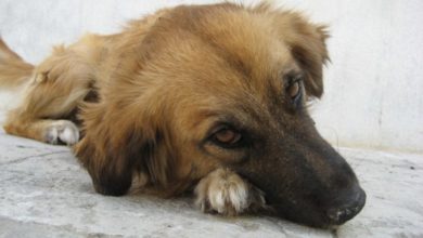 Vets develop blood test to spot early signs of liver disease