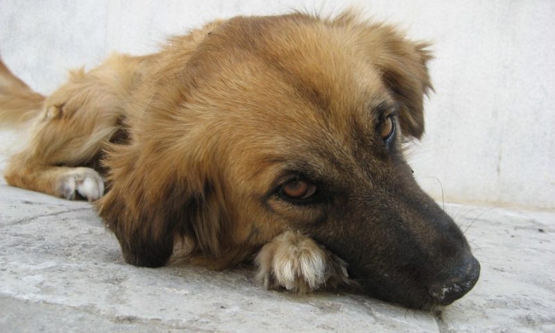 Vets develop blood test to spot early signs of liver disease