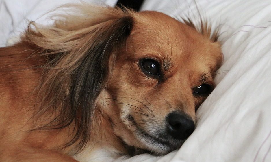 Pet equipment manufacturer Orvis rewards family with dog bed for charitable efforts