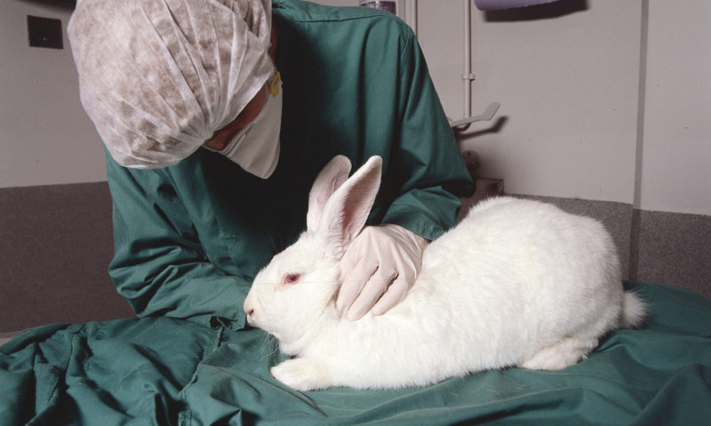 VetPartners to partner with professionals for research in ‘UK first’