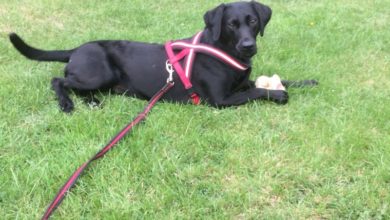 World-first surgery combination saves puppy’s life