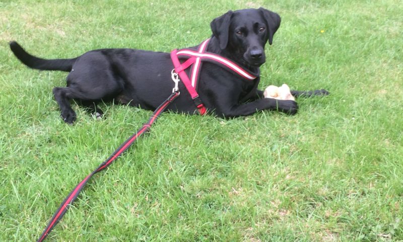 World-first surgery combination saves puppy’s life