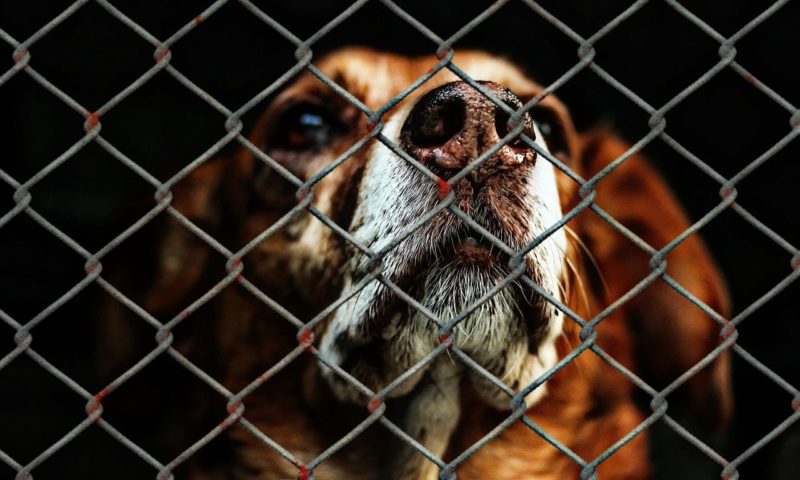 ADCH welcomes Scottish government’s commitment to regulating rescue centres