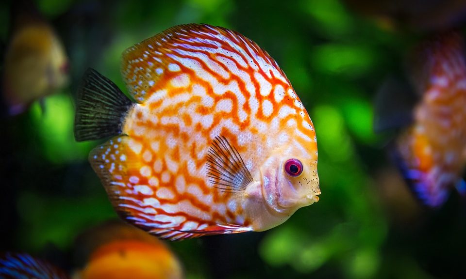 Exotic fish welfare report shows lack of research, warns OATA