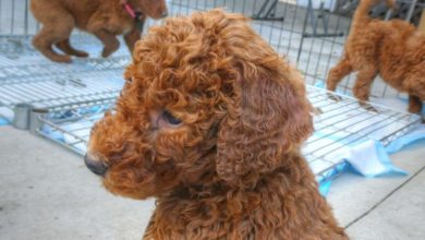 A third of puppies bought online die or fall ill within a year