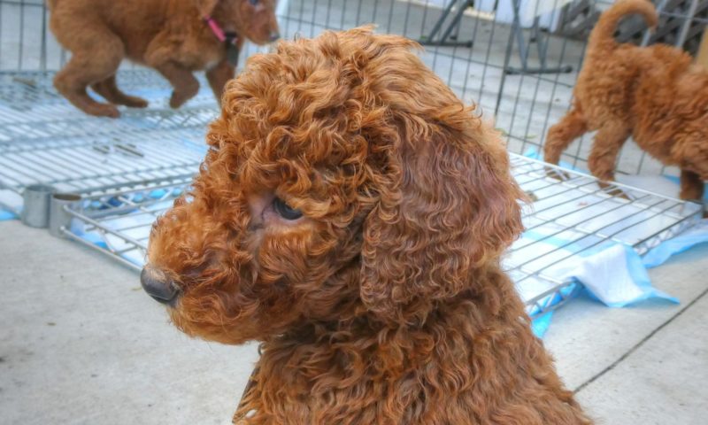 A third of puppies bought online die or fall ill within a year