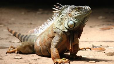 Reptile: impaction explained