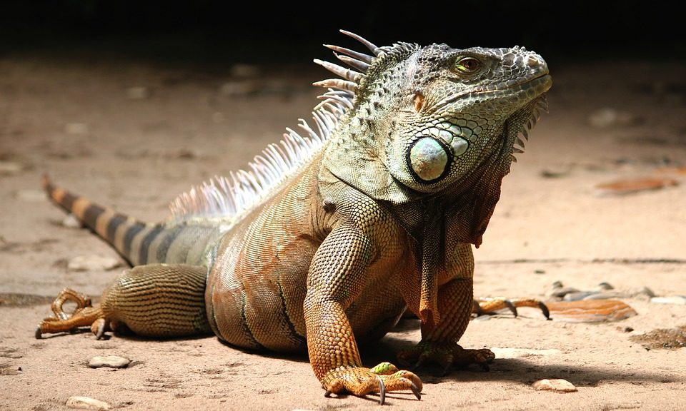 Reptile impaction explained Post