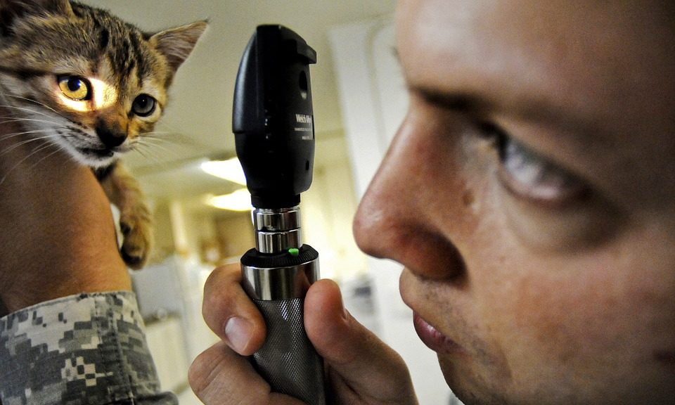 Vet group launches antibiotic reduction initiative