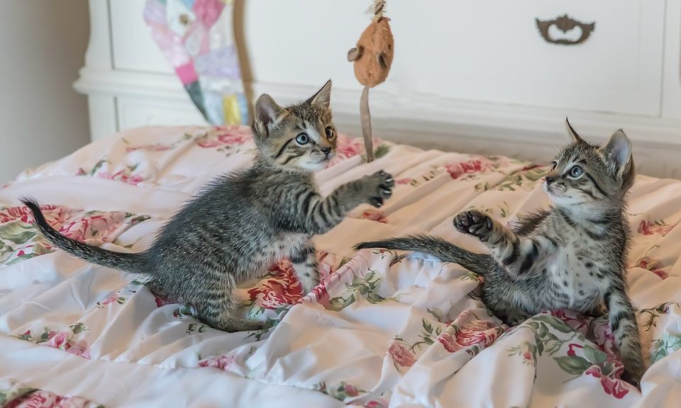 PFMA: Nicole Paley discusses multicat households