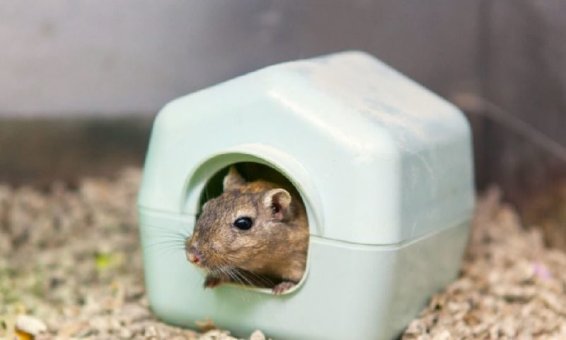 PIF unveils package of licensing support for its members