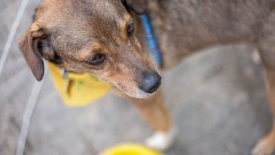 Dog rescuers potentially ‘importing diseases’ into UK, vets warn