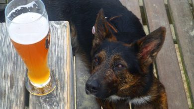 UK dog owners demand dog-friendly restaurants after Wetherspoons ban