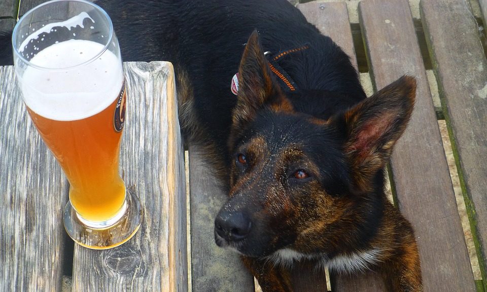 UK dog owners demand dog-friendly restaurants after Wetherspoons ban