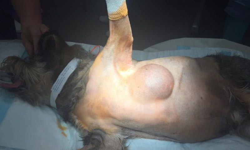 RVC study discovers dog breeds most at risk of fatty lipomas