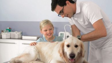 Majority of vet practices ‘admit they need to get tough on infections’