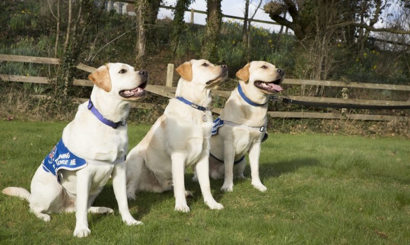 Forthglade to support Veterans With Dogs