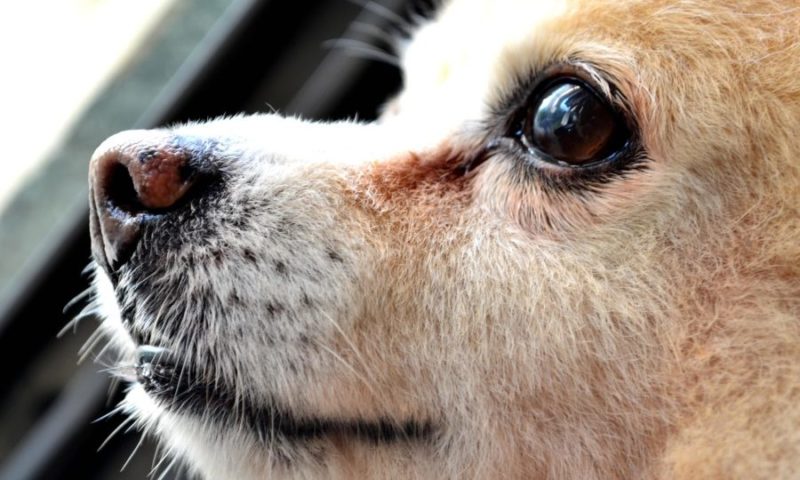 VetPartners acquires its first nursing school