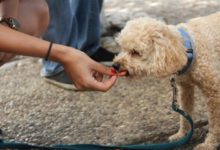 Firelight Capital Partners acquires Snif-Snax