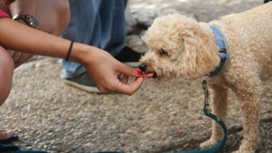 Nearly half of UK dog owners feed their pooches harmful human foods