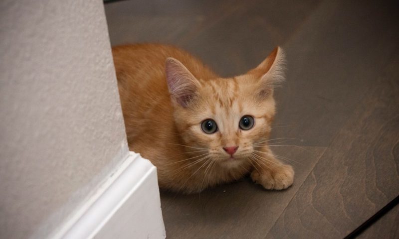 Don’t let pets get fired up during fireworks