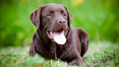 Chocolate Labradors found to have shorter lifespan than rest of breed