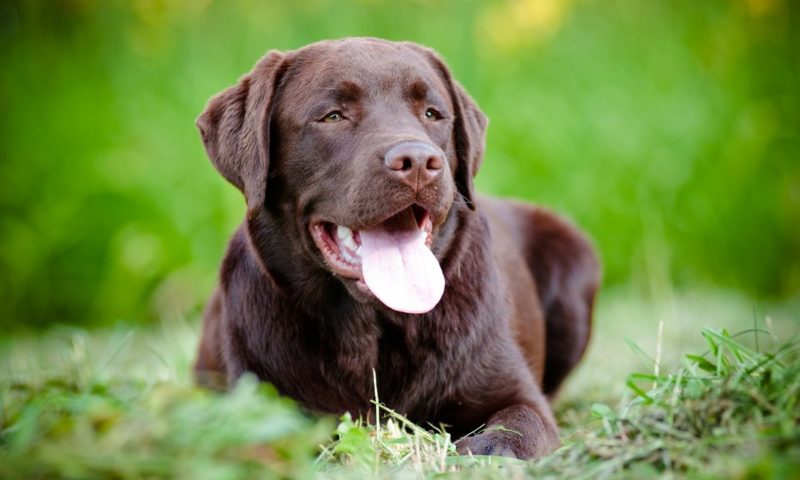 Chocolate Labradors found to have shorter lifespan than rest of breed
