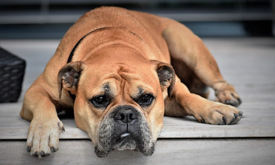 Laughing Dog partners with Barking Mad for new award