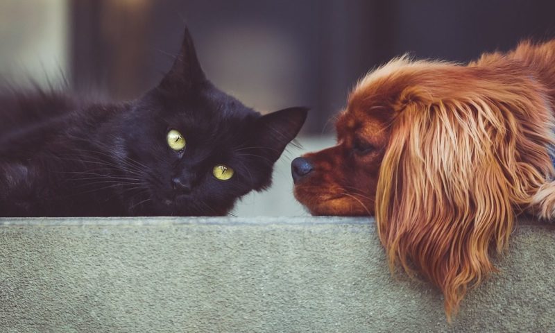 FEDIAF releases new guidelines for cat and dog food