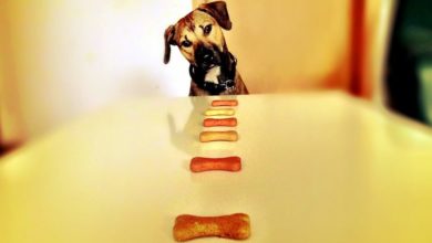 Burns Pet Food announces winner of ‘golden ticket’ campaign