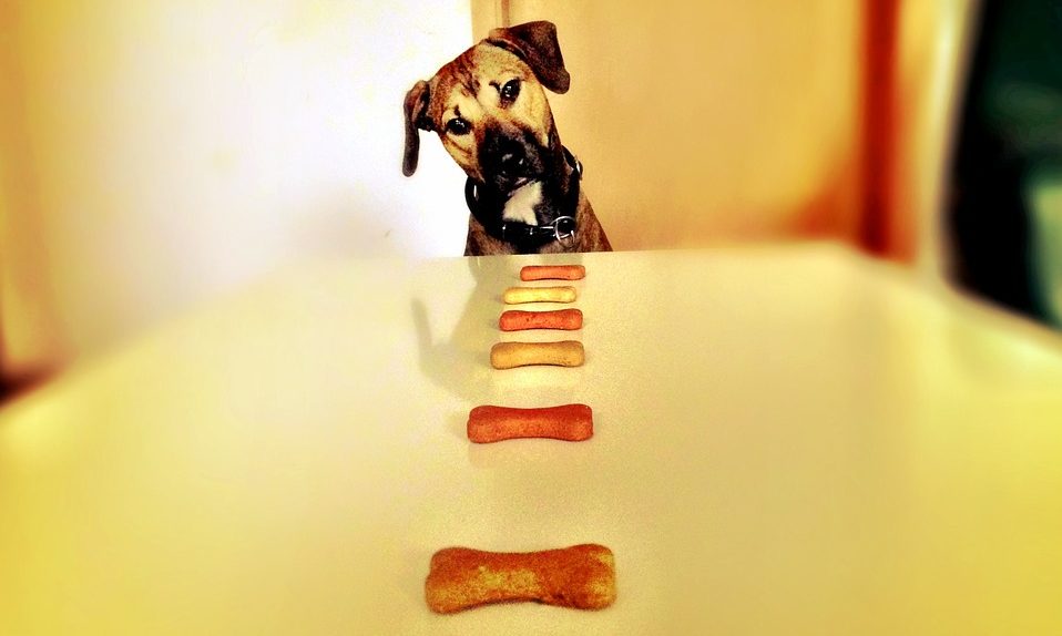 Dog be hungry. Собака кушает. Собака на кухне. Миска для собак. Собака за столом.