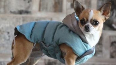 In Vogue Pets acquires pet product designer Croci